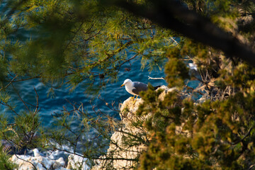 high angle view of the seagull on the rock at the seaside