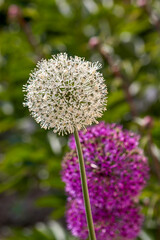 purple and white ornamental onion flowers, Latin Allium, against a green background