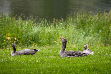 Greylag geese in the grass by the lake, one quacking, latin anser