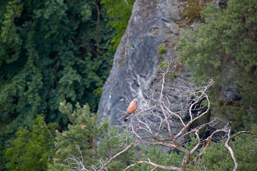 Common Kestrel bird, Latin name Falco tinnunculus, in Saxon Switzerland