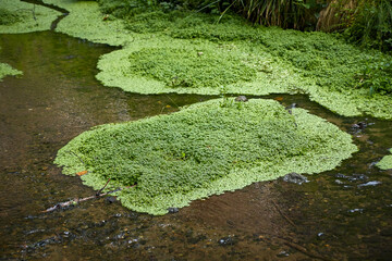 Duckweed, Latin named Lemna, in a small stream
