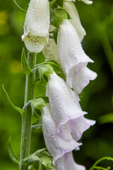 white foxglove, Digitalis purpurea alba, beautiful flowers in the morning dew