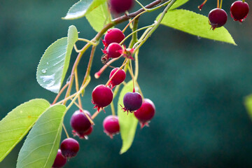 Fruits of the serviceberry, juneberry, also called Amelanchier in Latin
