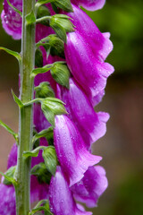 Red-violet foxglove, Digitalis purpurea, beautiful flowers in the morning dew