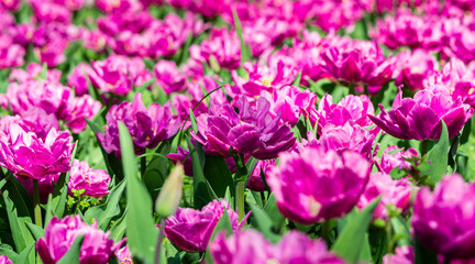 Fototapeta premium Selective focus of amazing purple blooming tulips in spring city park. Purple pink tulip flowers in bloom. Sunny spring morning scene with beautiful pink purple tulips in the botanica garden