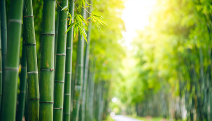 Obraz premium Lush green bamboo grove path, sunlight filtering through tall stalks.