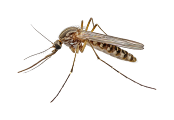 Mosquito action in nature environment isolated on transparent background, png