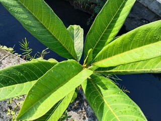 green leaves in the forest