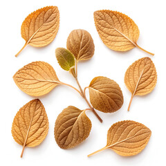 Dried marjoram leaves isolated on white background, highlighting their aromatic, green texture
