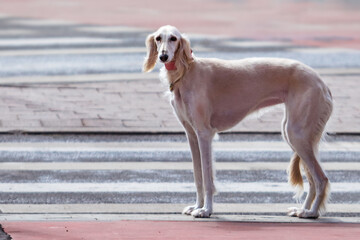 Elegant Saluki dog standing on a city crosswalk, wearing a red collar, with a calm and alert expression against an urban background