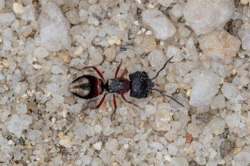 Velvet Ant on Sandy Ground