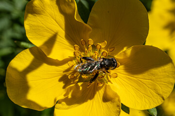 Kleine Mistbiene, Gemeine Keulenschwebfliege Syritta pipiens auf Potentilla, Small dung bee, common club-headed hoverfly Syritta pipiens on Potentilla