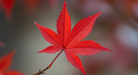Brilliant Red Japanese Maple Leaf in Autumn Season Close-Up