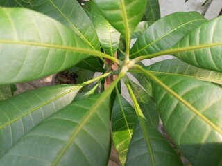close up of a leaf