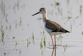 Juvenile black-winged stilt in shallow water with natural reflections
