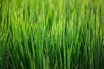 Green grass with morning dew drops at sunrise, fresh natural background