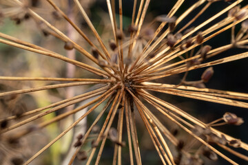 Fototapeta premium Dried dill in the garden