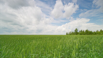 Obraz premium A Beautiful, Lush Green Field Extending Vastly Under a Bright and Stunningly Beautiful Sky