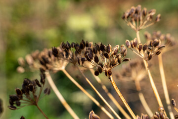 Dried dill in the garden