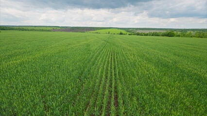 Vast expanse of lush green agricultural fields stretching under a cloudy sky above them