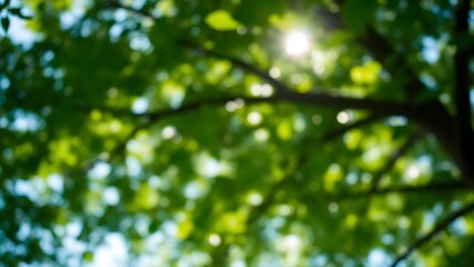Fototapeta premium Sunlight filters through green foliage, creating a dreamy bokeh effect against the sky in this serene natural scene.