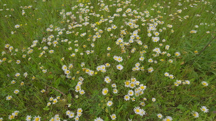 A Vibrant and Colorful Field of Beautiful Daisies Blooming Joyfully in Springtime