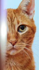 Wherever he goes, he brings light