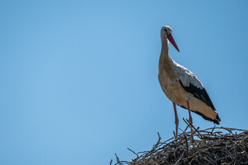 Stork Nesting On Blue Sky Background