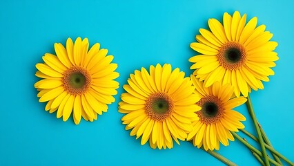 Artistic arrangement of yellow gerbera flowers against a vibrant blue background.