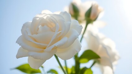 White rose bouquet against a soft blue sky background with delicate petals in sunlight.