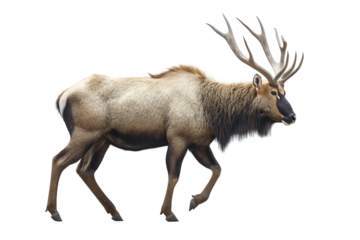 Male antelope with long horns isolated on transparent background