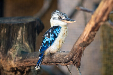 black capped kingfisher at the bird park in France, Villars-les-Dombes