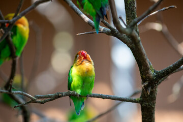 Portrait of a fischer lovebird. Day at the bird park in Villars-les-Dombes, France