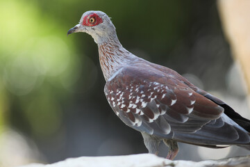 Portrait of a pigeon. Day at the bird park in Villars-les-Dombes, France