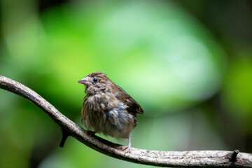 Portrait of a bird. Day at the bird park in Villars-les-Dombes, France