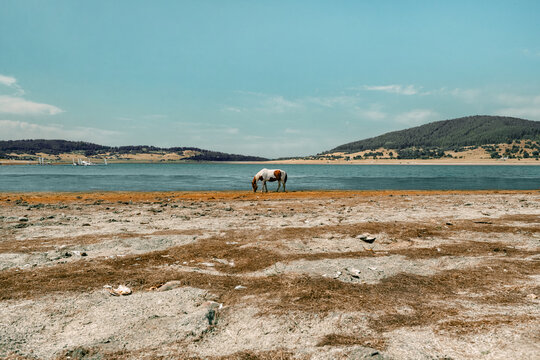 landscape of a horse on the coast