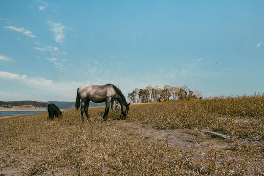 horse eating in the meadow