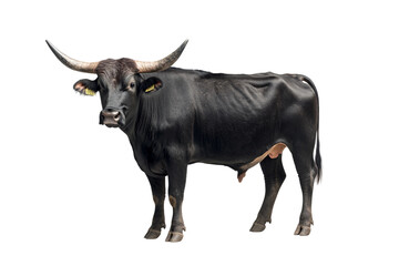 Male buffalo side view isolated on transparent background