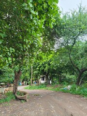 path in the park