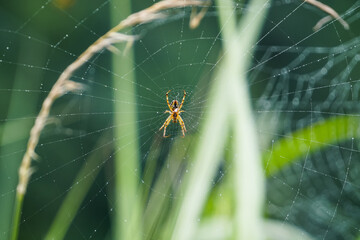 Macro of Spider on Delicate Web Threads