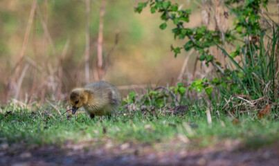 Cute Gosling on Fresh Green Grass