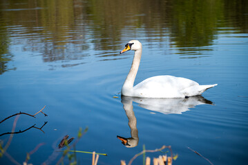 Fototapeta premium Graceful White Swan Reflected in Calm Water