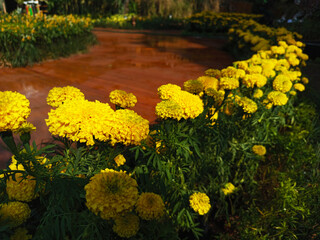 Fototapeta premium Bright Yellow Marigold Flowers in Bloom – Garden Landscape and Close-Up Views, Vibrant Yellow Marigold Blossoms – Floral Garden Photography Collection, Yellow Marigold Flowers in Full Bloom.