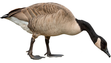 High resolution image of a goose, transparent background