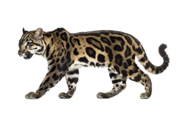 Clouded leopard looking forward isolated on transparent background