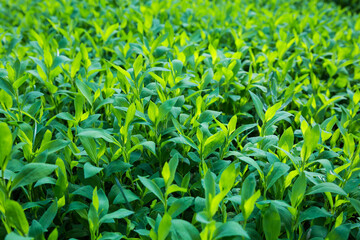 Fototapeta premium Young knotgrass stems, bottom view close-up in selective focus