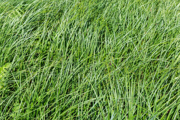 Grass with long narrow leaves on meadow in sunny day