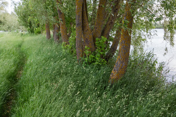 High grass on meadow on reservoir shore with old willows