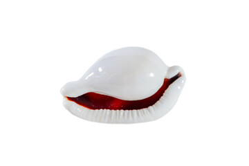 Sea shell isolated on white background.