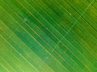 Aerial view of a wheat field.